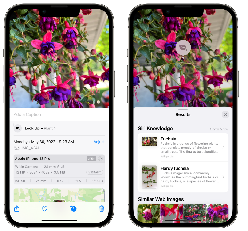 察哈尔右翼中苹果手机维修分享小技巧：使用 iPhone 相机识别花卉植物 
